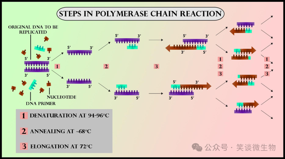 菌种鉴定：微生物学的关键步骤