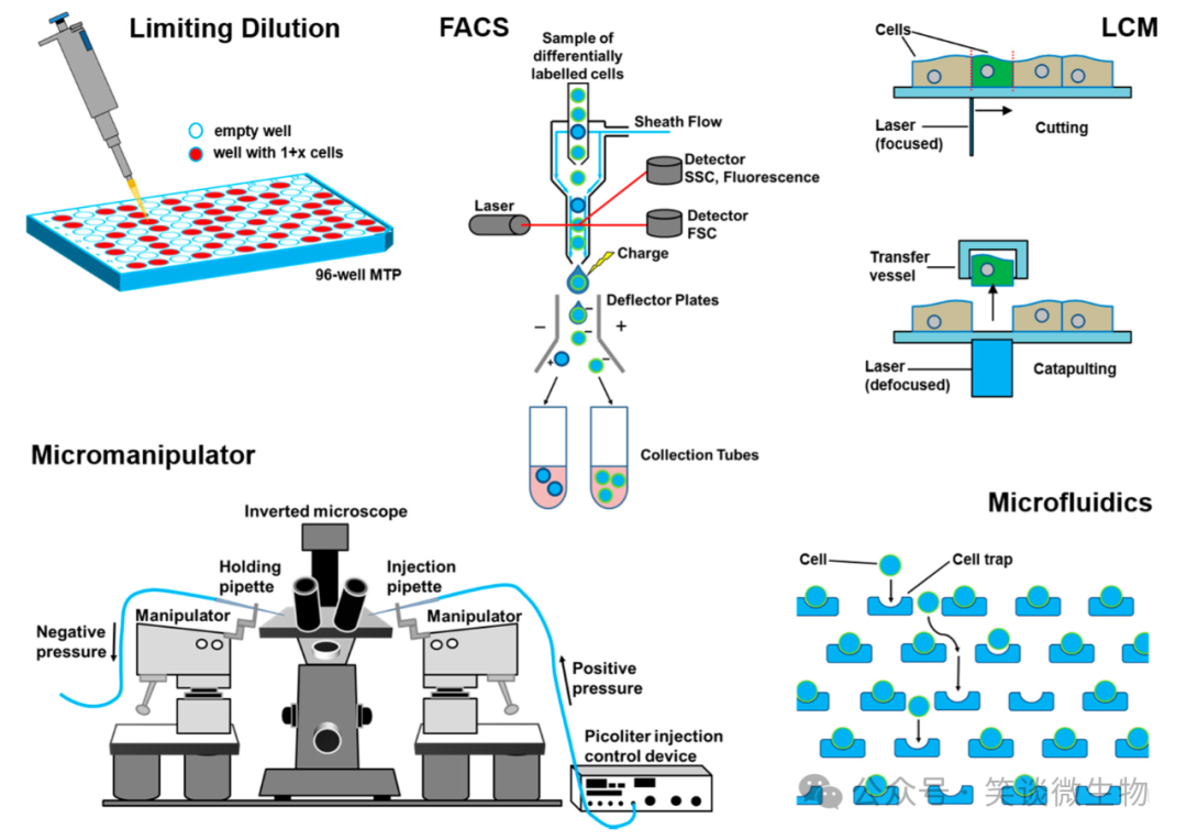 精准菌种分离与纯化的技术探索与应用