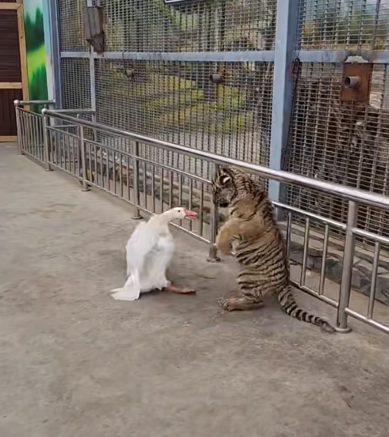 听说现在流行逛动物园？热度堪比迪士尼