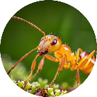 蚂蚁王国生存进化