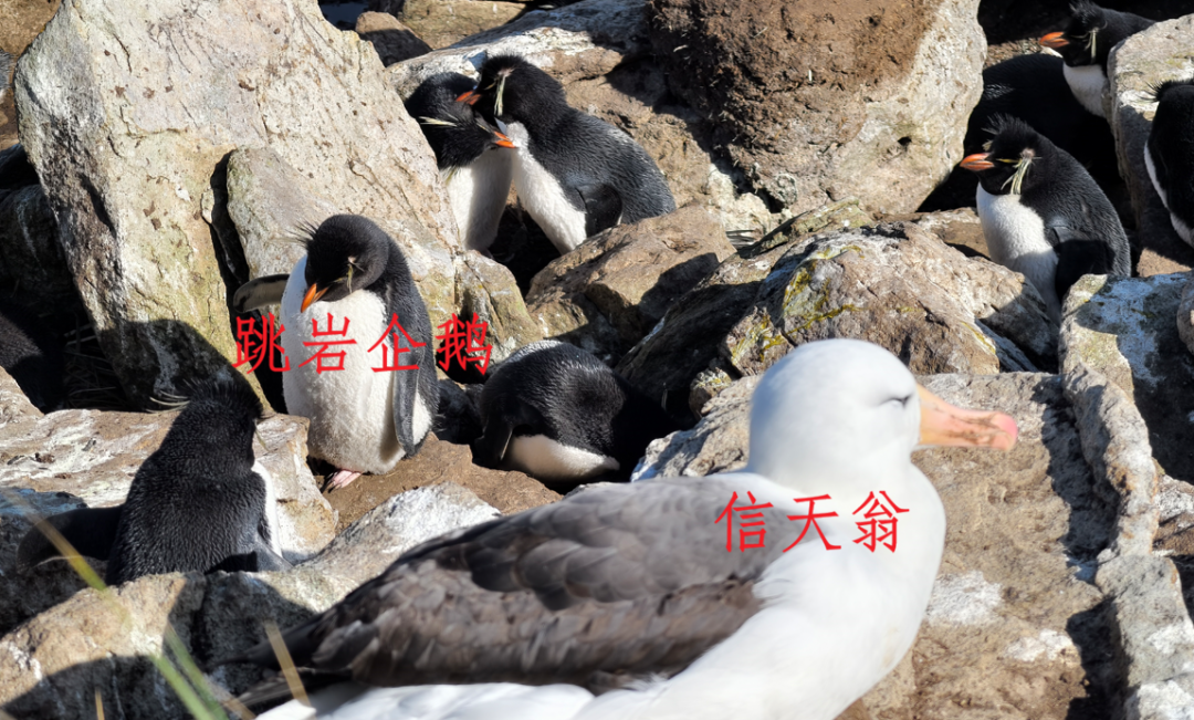 福克兰群岛马岛旅行实测 南极三岛游轮特价 含南乔治亚岛