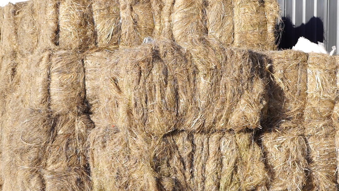 孙吴汉麻产业带来稳稳的幸福_县市区动态_黑河市人民政府