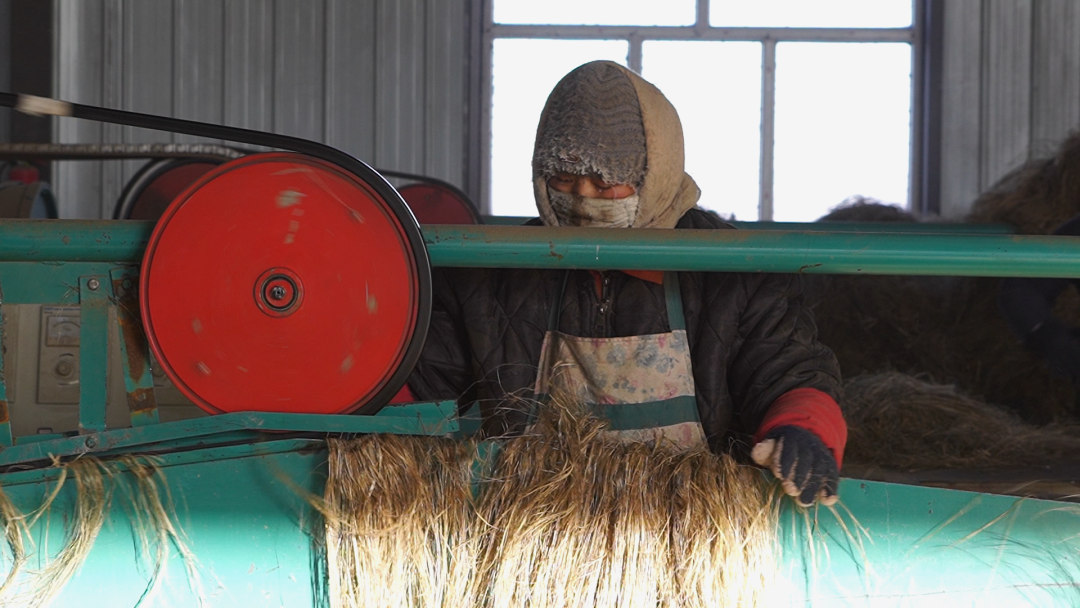 孙吴汉麻产业带来稳稳的幸福_县市区动态_黑河市人民政府