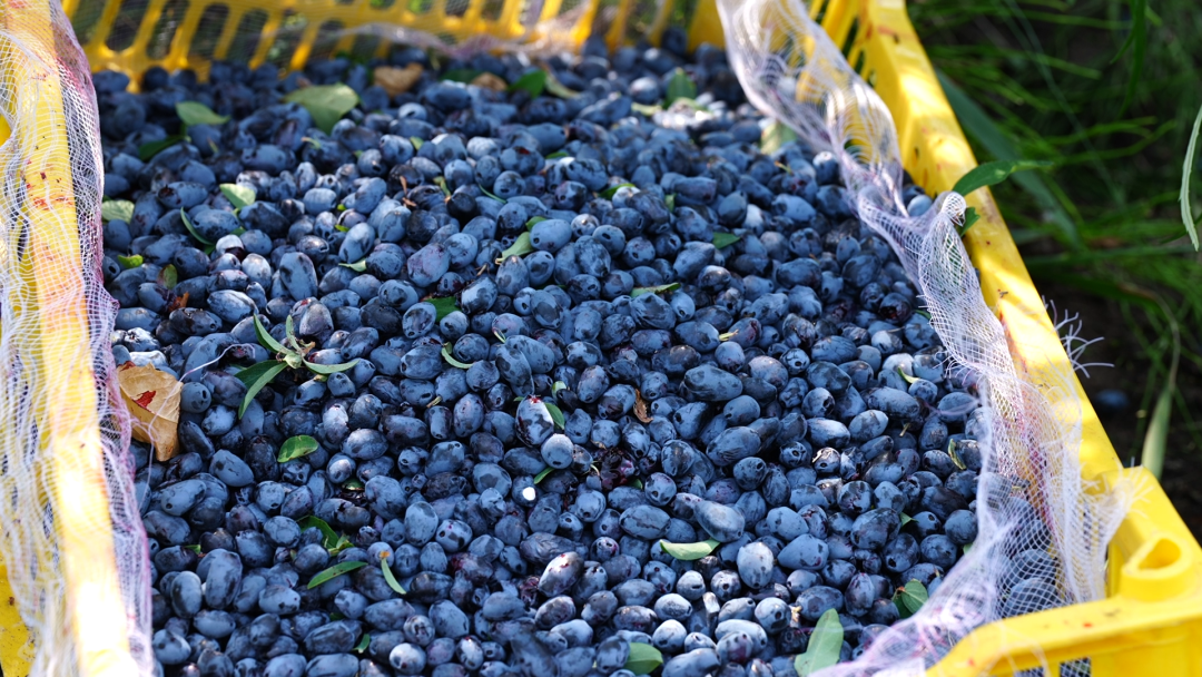 壁纸 水果 1080_608