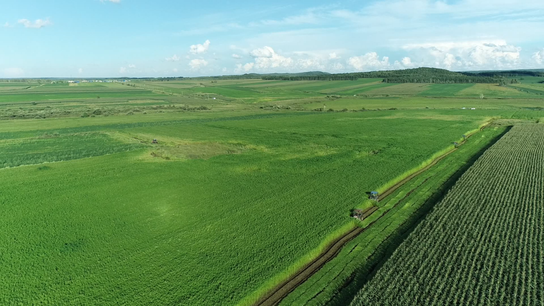 微变化里看孙吴黑龙江孙吴县寒地汉麻喜获丰收