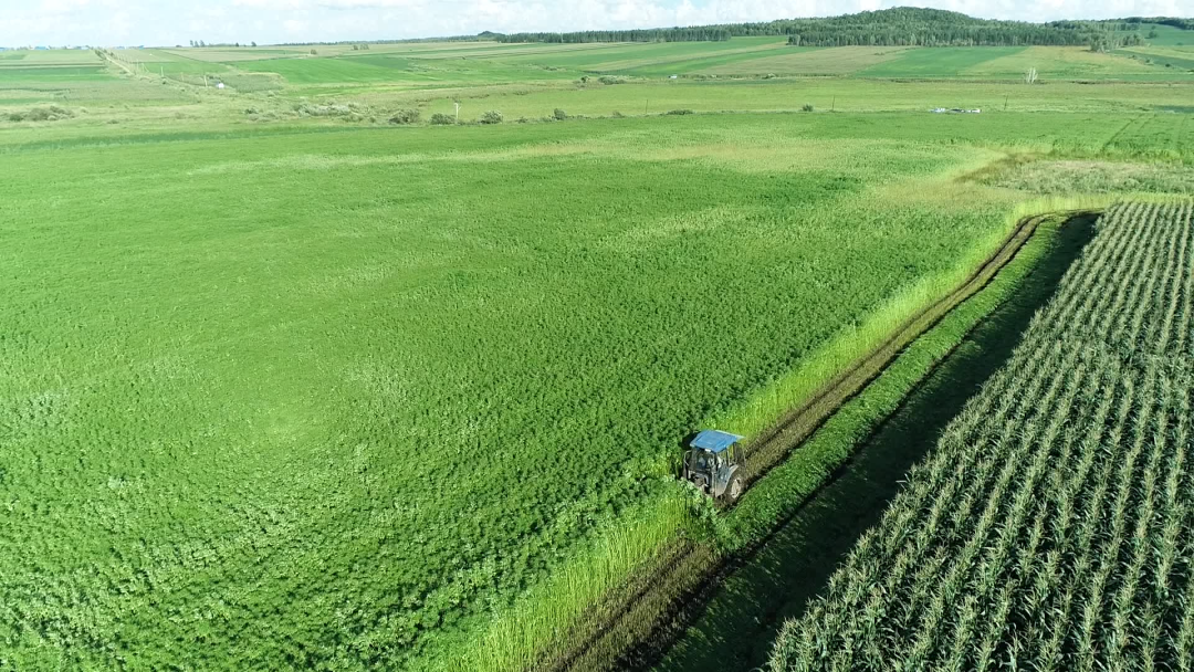 微变化里看孙吴黑龙江孙吴县寒地汉麻喜获丰收