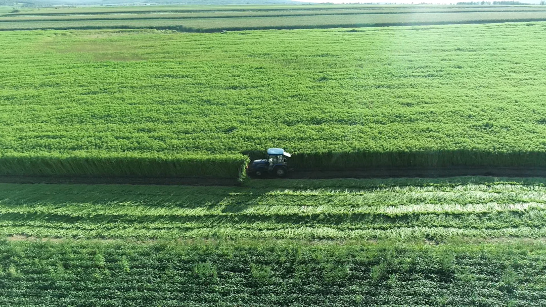 微变化里看孙吴黑龙江孙吴县寒地汉麻喜获丰收
