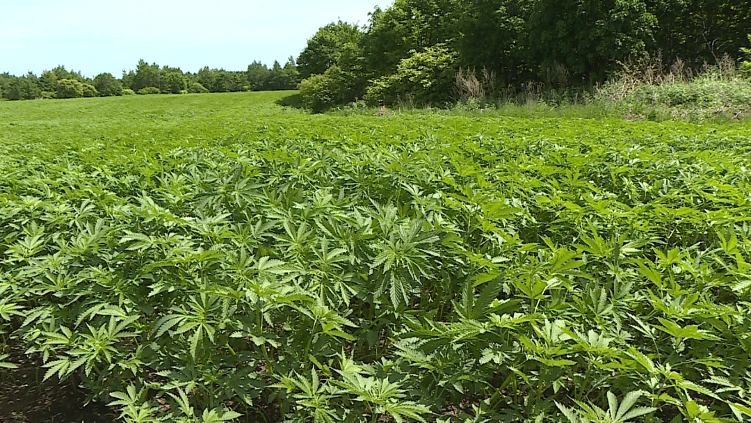 孙吴县汉麻长势旺田间管理棒