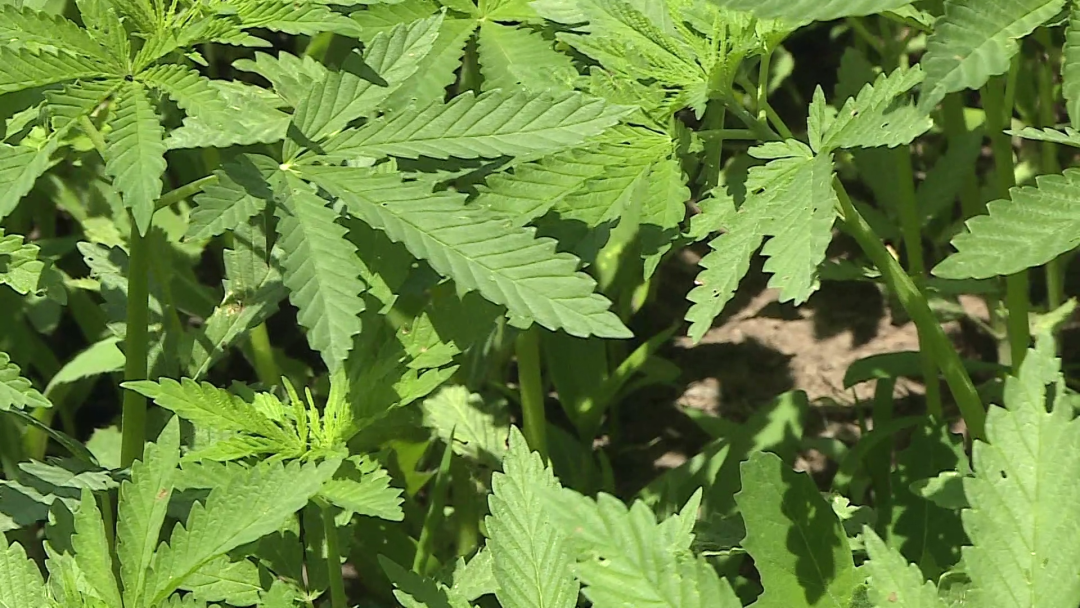 孙吴县汉麻长势旺田间管理棒