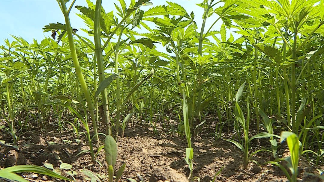 孙吴县汉麻长势旺田间管理棒