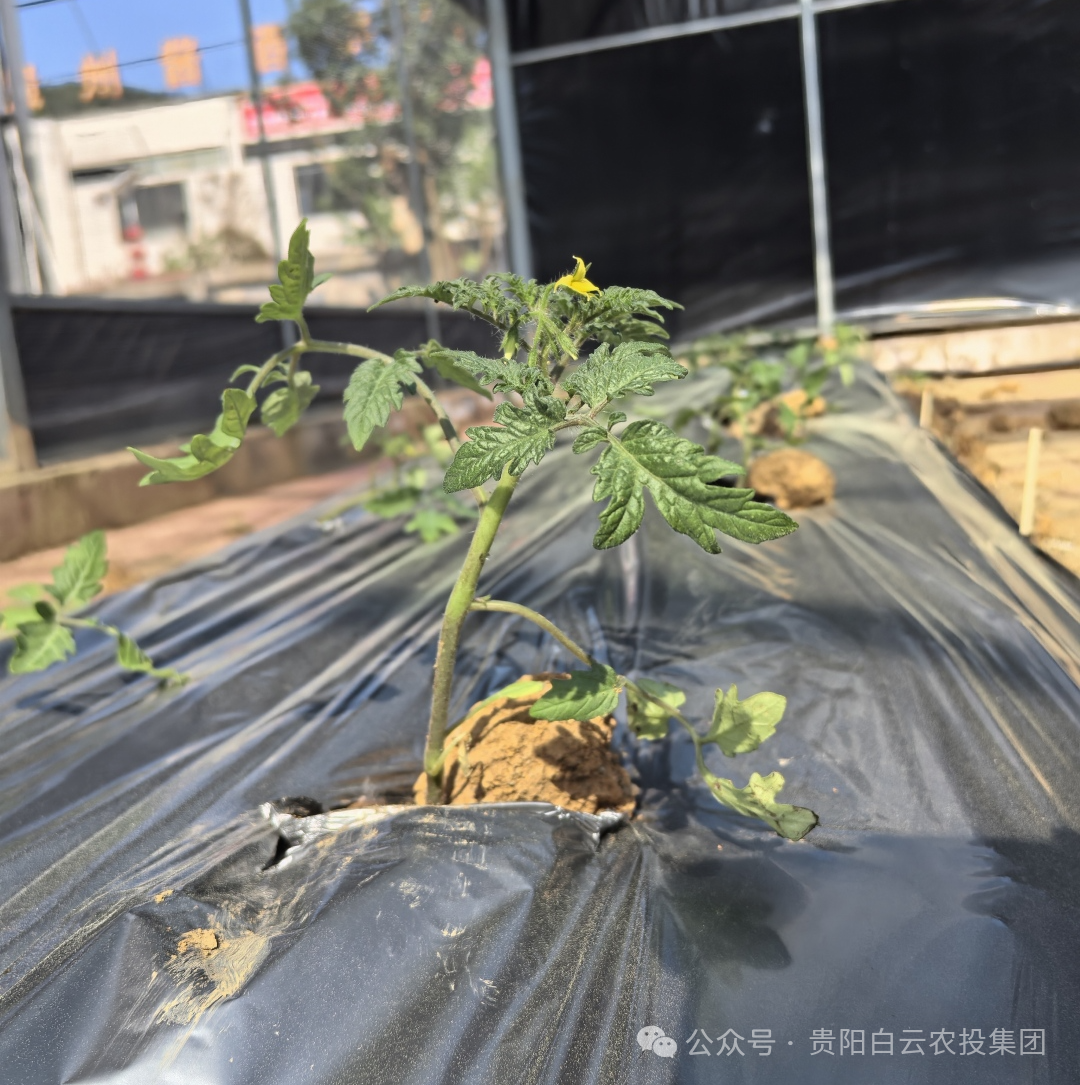 微信图片_20260409141021_2603_217.jpg