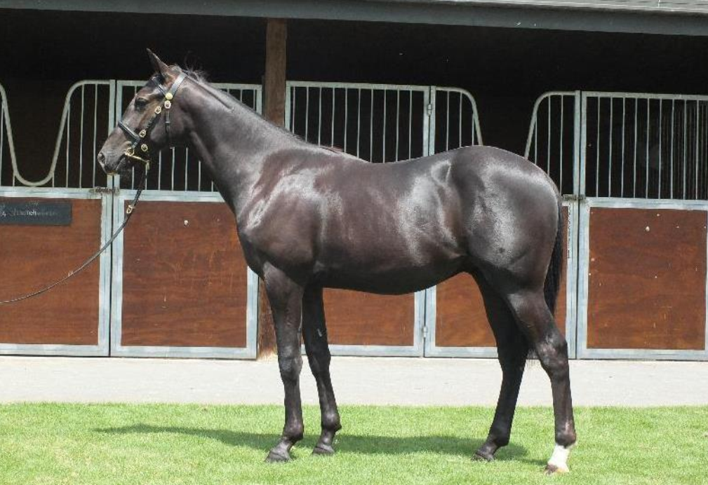 新疆将迎来一匹世界级顶尖血统走马王国福新西兰拍卖会重金购入