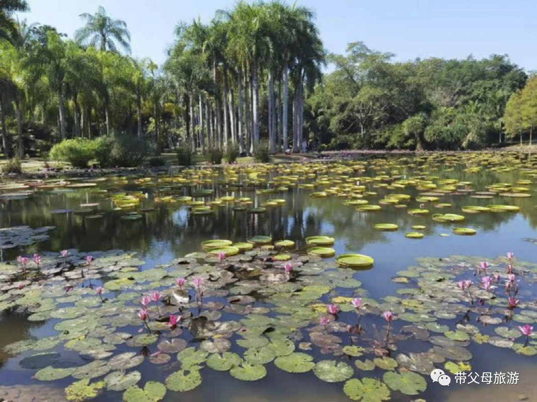 云南旅游景点攻略自由行_云南旅游景点攻略必去的景点_云南旅游景点攻略自由行路线