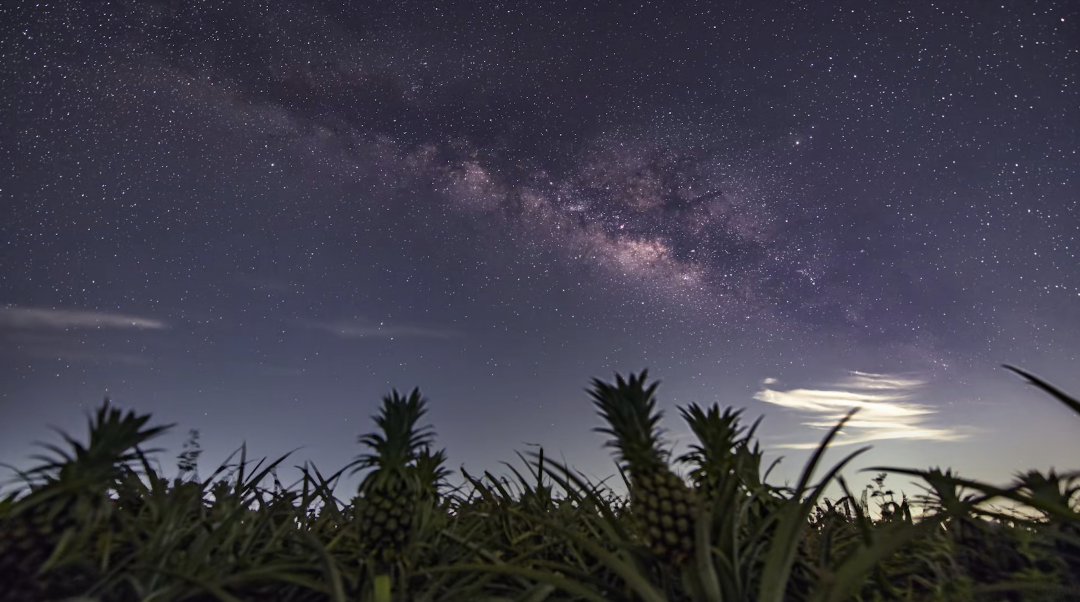 菠萝田和星空交织。
