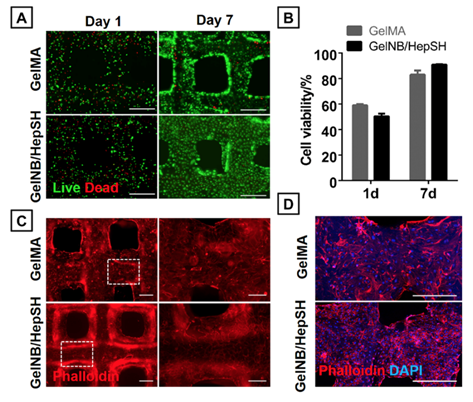 Biomacromolecules：富含巯基的多功能高分子交联剂用于生物打印的图3