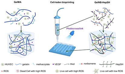 Biomacromolecules：富含巯基的多功能高分子交联剂用于生物打印的图1
