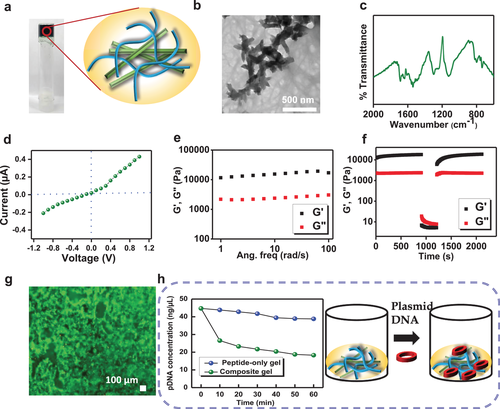 《Adv. Mater.》：用于心脏组织工程的多肽基导电抗菌凝胶材料的图2