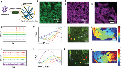 《Adv. Mater.》：用于心脏组织工程的多肽基导电抗菌凝胶材料的图3