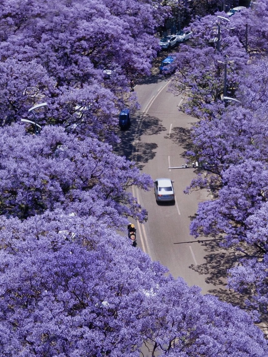 4月春假旅行榜｜挖到被低估的小城，春色比扬州更撩，钻进紫蓝色花海被治愈！