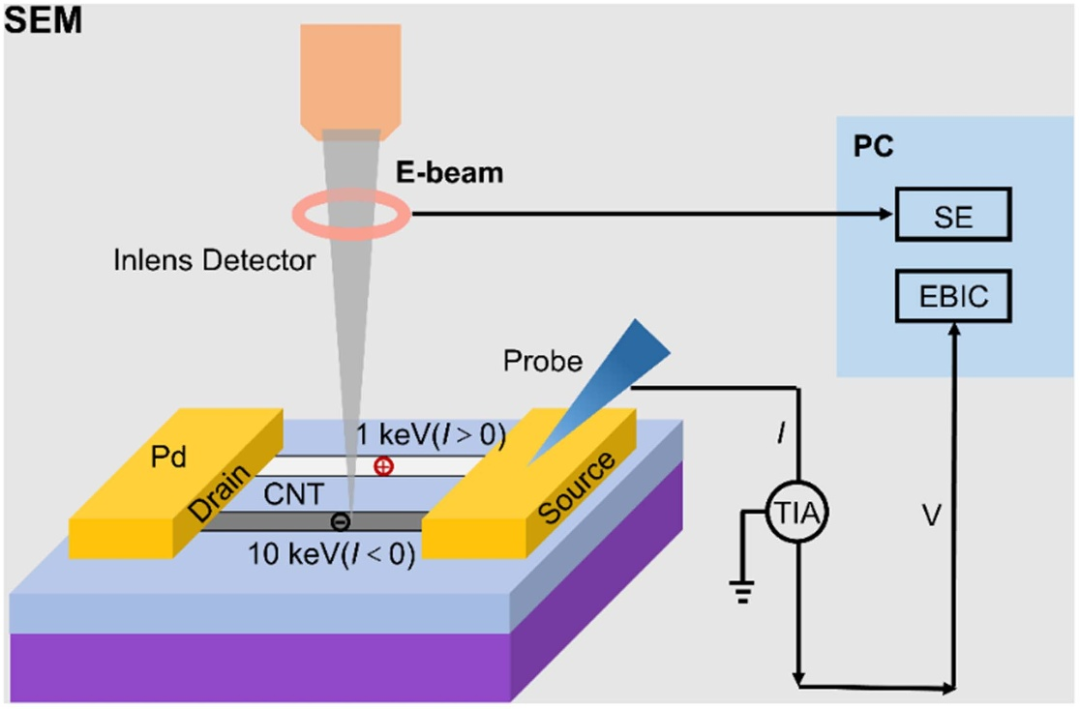 由二次电子发射调控的碳纳米管器件电子束诱生电流成像中的衬度反转
