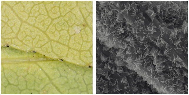 什么才是真实结构？光学、电子与尺度的差异