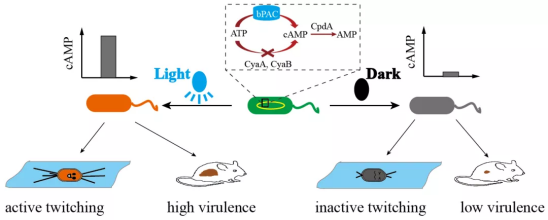 从高分子物理到合成生物学的金帆研究员：生命科学急需抽象的数学定理的图7