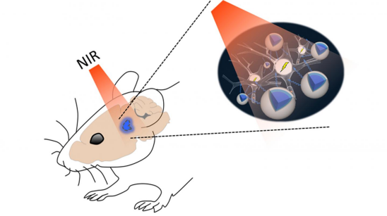 从高分子物理到合成生物学的金帆研究员：生命科学急需抽象的数学定理的图5