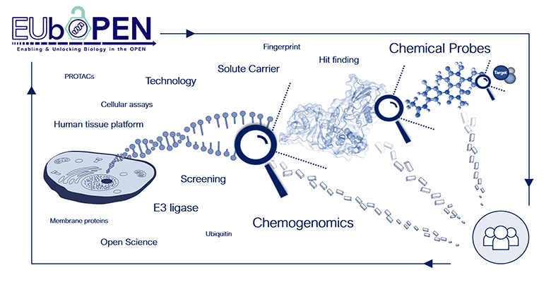 从高分子物理到合成生物学的金帆研究员：生命科学急需抽象的数学定理的图2