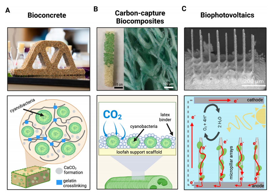 Materials Today Bio 结合合成生物学开发基于蓝藻的新生物材料的进展与展望2023合成生物学与细胞智能制造大会