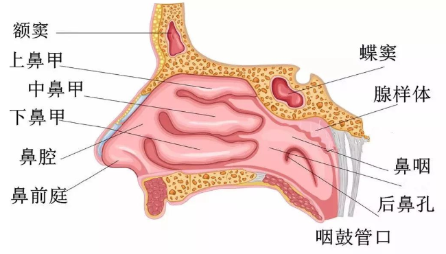 为什么要购买呼吸机气切患者为什么要重视气道湿化？_https://www.jmylbn.com_新闻资讯_第7张