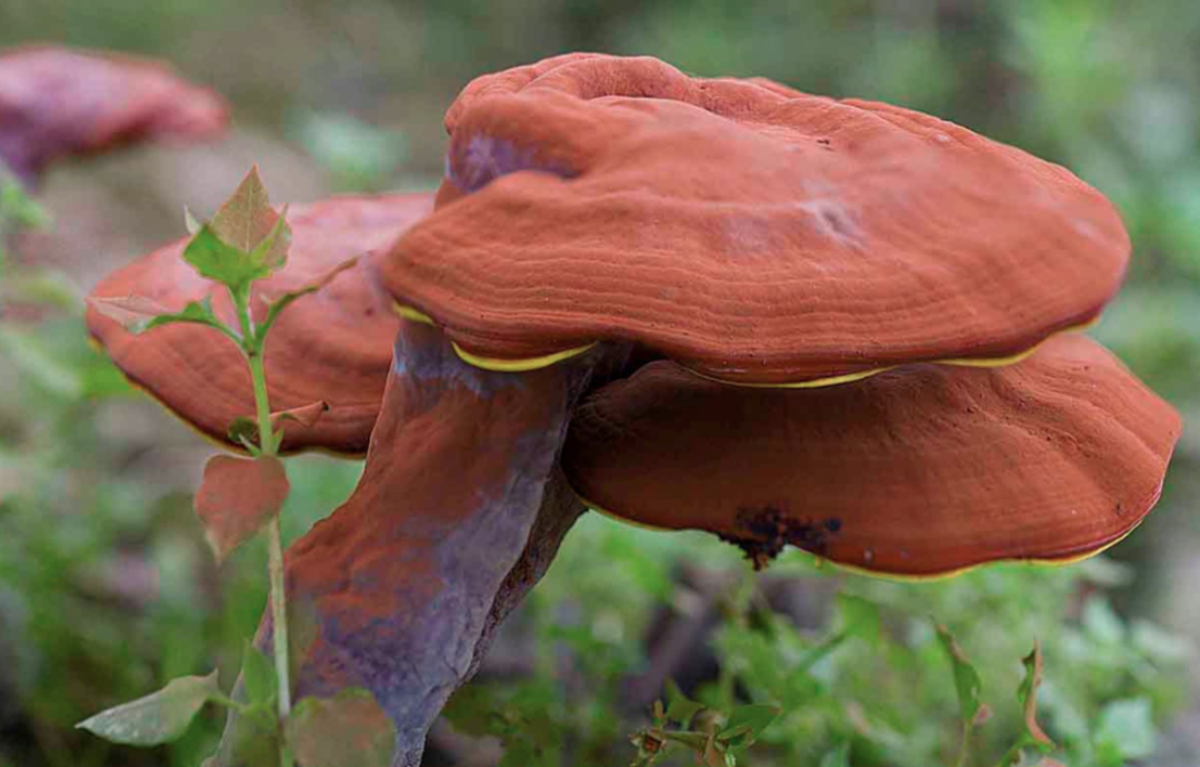 冠县的灵芝凭颜值火出圈的仙草
