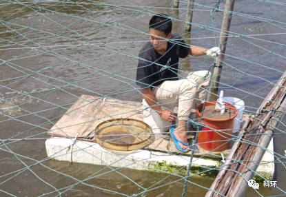 养虾子投饵量多少合适？如何确定投饵量多少才能让对虾吃饱吃好