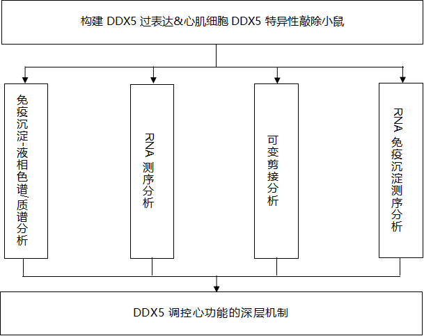 张瑞岩/闫小响课题组揭示RNA解旋酶DDX5调控CamkI