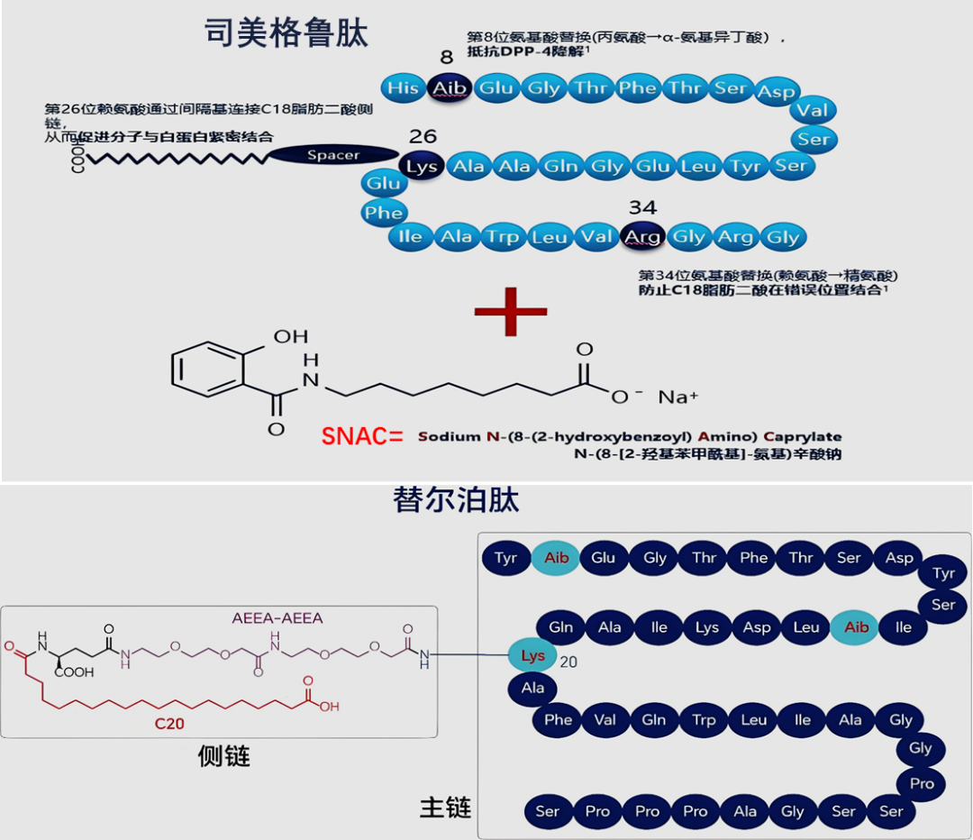 司美格鲁肽 vs 替尔泊肽：千亿GLP-1市场的双雄对决与迭代挑战 | 倚锋硬分享