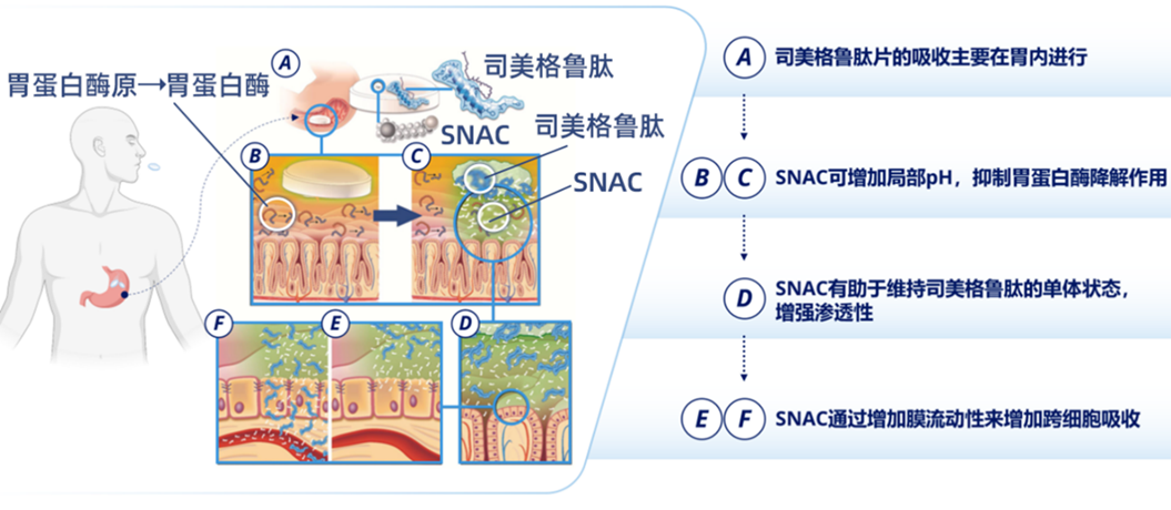 司美格鲁肽 vs 替尔泊肽：千亿GLP-1市场的双雄对决与迭代挑战 | 倚锋硬分享