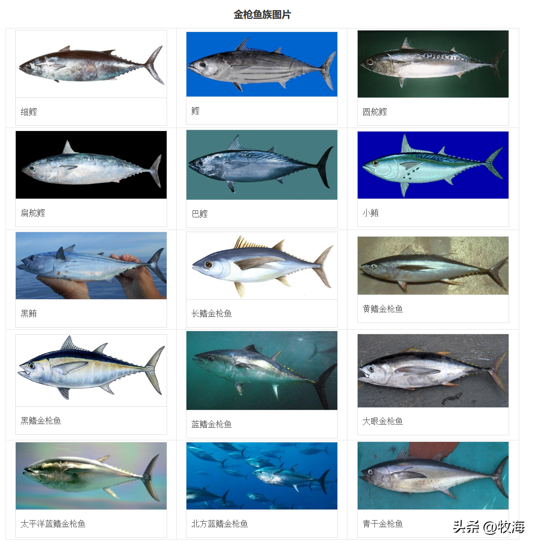 中国每年远洋捕捞量超30万吨的金枪鱼，为啥国内市场“很少看到”相关产品？(图2)
