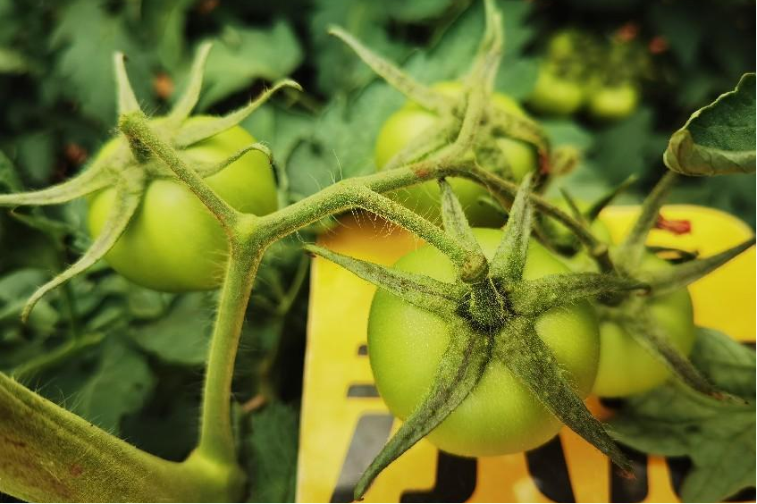 深度剖析：番茄为何上演 “大小果变形记”(图4)