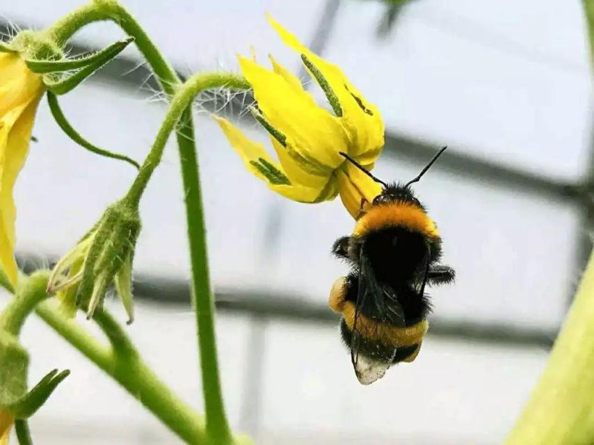 深度剖析：番茄为何上演 “大小果变形记”(图2)