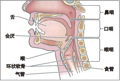 气管插管怎么取出口腔诊疗过程中误吸器械的预防及处理_https://www.jmylbn.com_新闻资讯_第3张