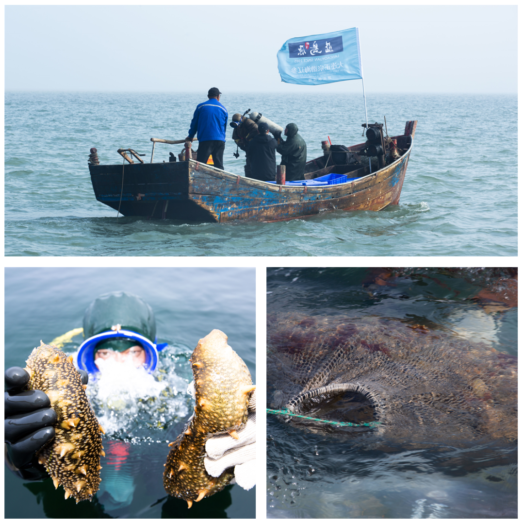 大连蓝岛原加入协会，坚持做中华辽参守护者