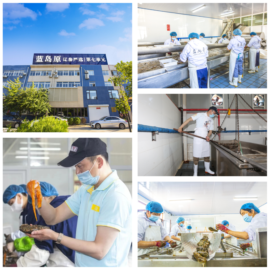 大连蓝岛原加入协会，坚持做中华辽参守护者