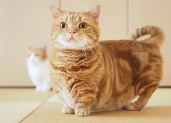 为什么越来越多的人弃养矮脚猫？