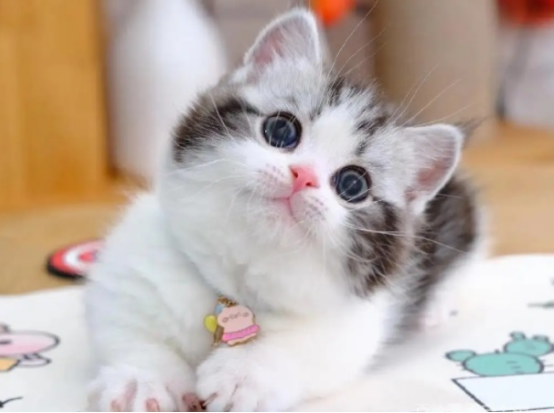 为什么越来越多的人弃养矮脚猫？