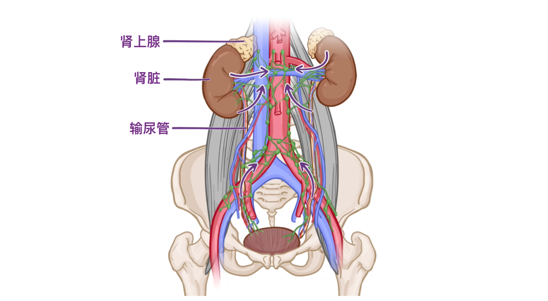 肾旁边是什么器管医学科普 ｜ 认识器官——肾脏篇_https://www.jmylbn.com_新闻资讯_第15张