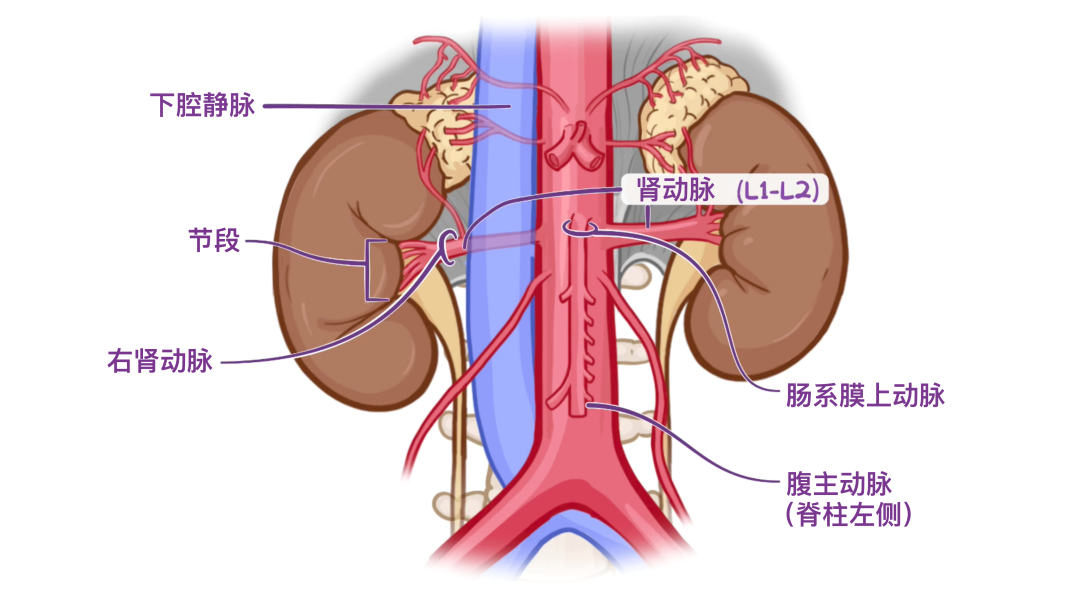 肾旁边是什么器管医学科普 ｜ 认识器官——肾脏篇_https://www.jmylbn.com_新闻资讯_第12张