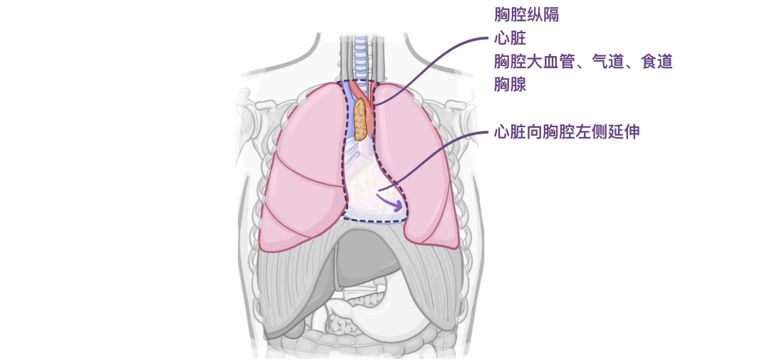 医学科普|认识我们的器官