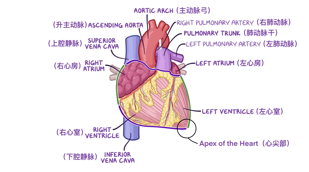 温故而知新：心脏解剖学基础