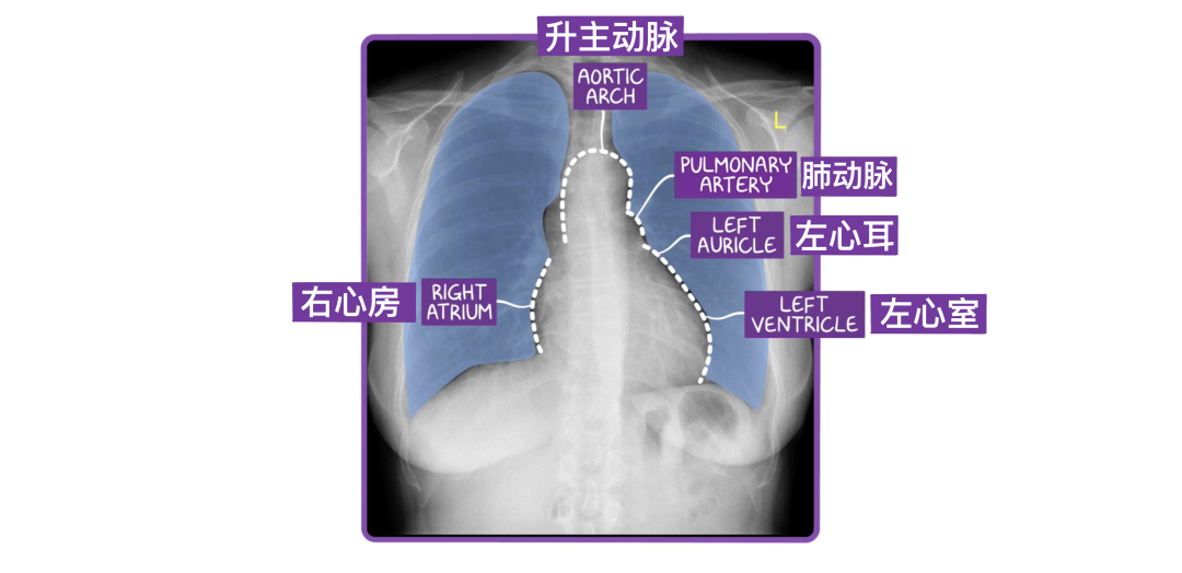 温故而知新：心脏解剖学基础