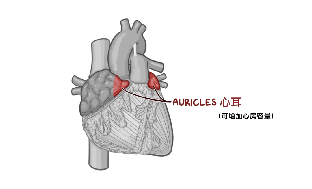 温故而知新：心脏解剖学基础