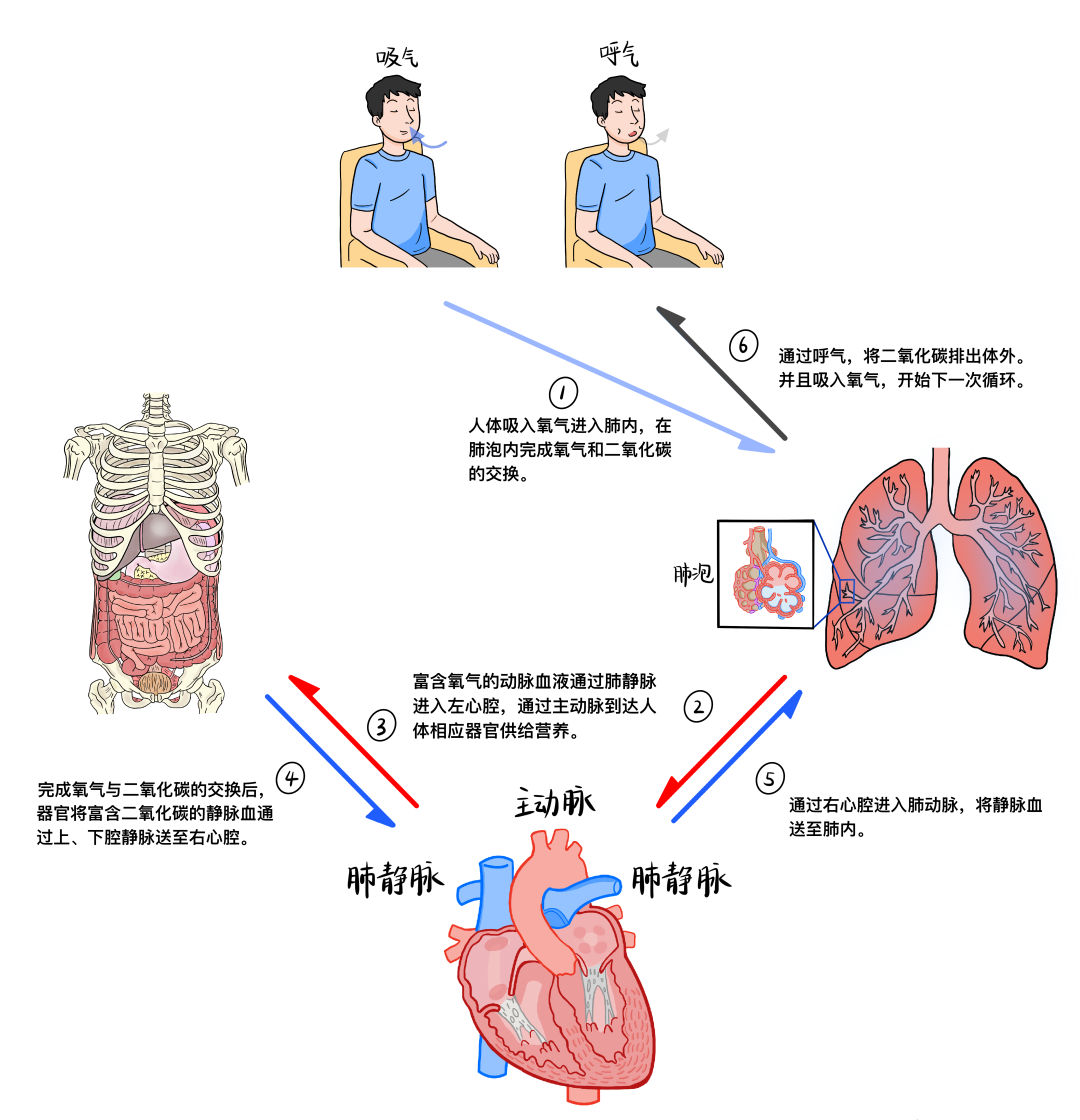 温故而知新：心脏解剖学基础